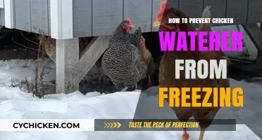 Prevent Chicken Waterer Freezing: Easy Winter Care Tips