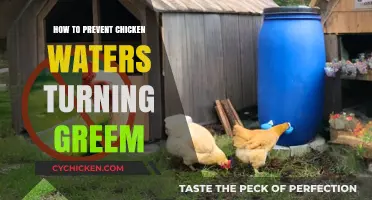 Prevent Green Chicken Water: Simple Tips for Clean Bird Hydration