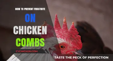 Protecting Chicken Combs: Effective Frostbite Prevention Tips for Winter Care