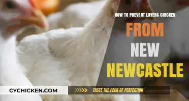 Effective Strategies to Prevent Newcastle Disease in Layer Chickens