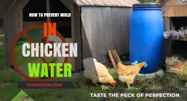 Effective Tips to Keep Chicken Water Mold-Free and Healthy