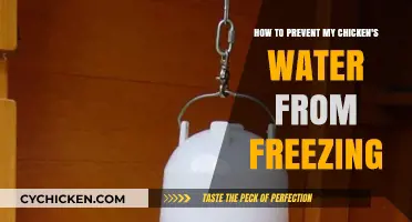 Preventing Frozen Chicken Water: Practical Tips for Cozy Coops