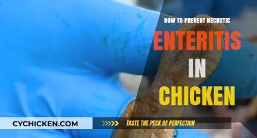 Effective Strategies to Prevent Necrotic Enteritis in Poultry Flocks