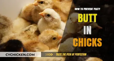 Preventing Pasty Butt in Chicks: Essential Care Tips for Healthy Hatchlings