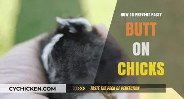 Preventing Pasty Butt in Chicks: Essential Tips for Healthy Hatchlings