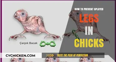 Prevent Splayed Legs in Chicks: Essential Tips for Healthy Growth