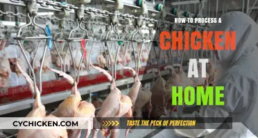 Home Poultry Processing: A Step-by-Step Guide to Handling Chickens