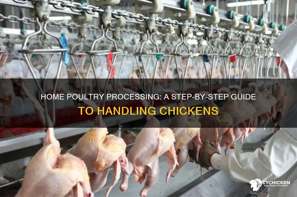how to process a chicken at home