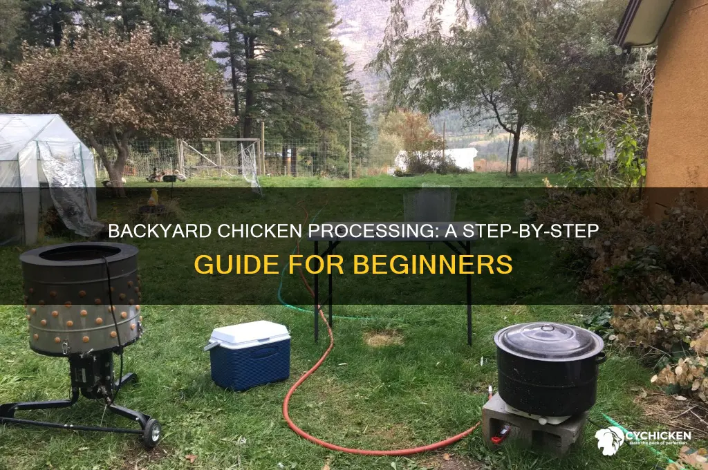 how to process a chicken backyard chicken