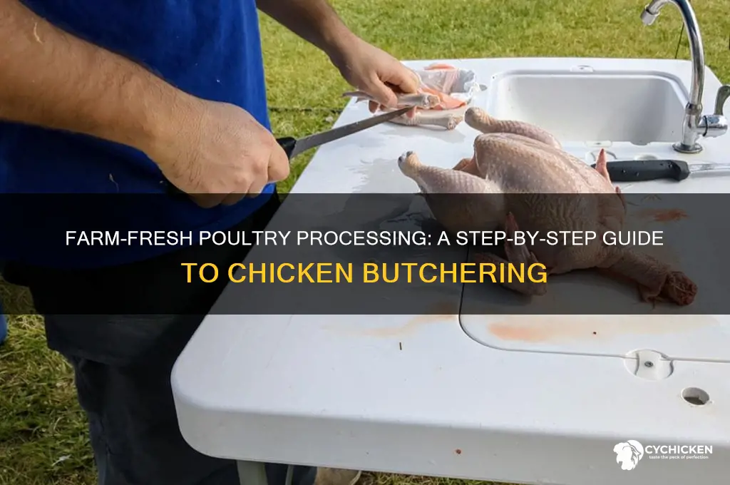 how to process a chicken on the farm
