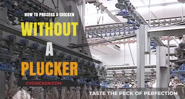 Hand-Processing Chickens: Efficient Plucker-Free Techniques for Home Butchers