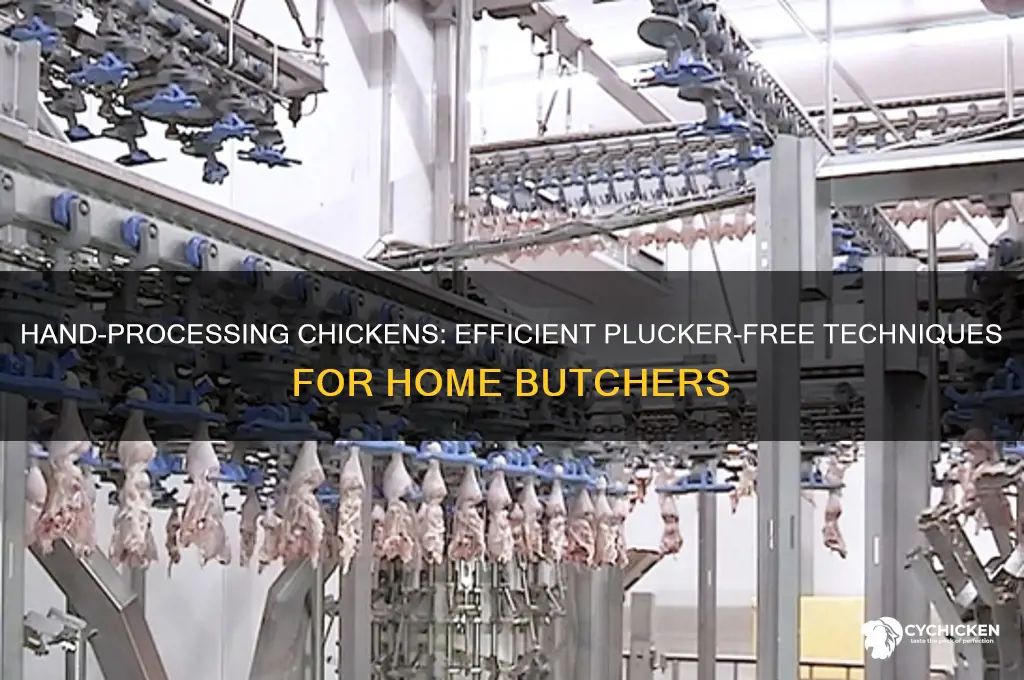 how to process a chicken without a plucker