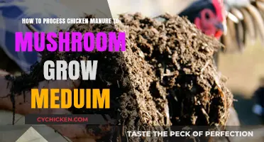 Chicken Manure to Mushroom Medium: Processing Steps