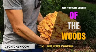 Mastering Chicken of the Woods: A Step-by-Step Processing Guide