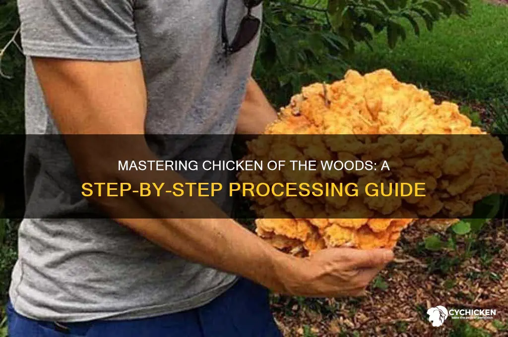 how to process chicken of the woods