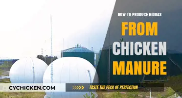 Sustainable Energy: Producing Biogas from Chicken Manure – A Step-by-Step Guide