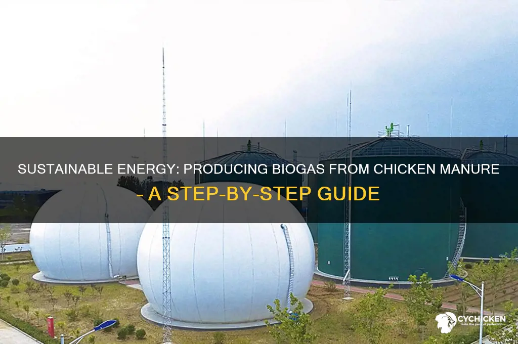 how to produce biogas from chicken manure