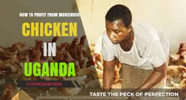 Profitable Indigenous Chicken Farming Strategies for Ugandan Entrepreneurs