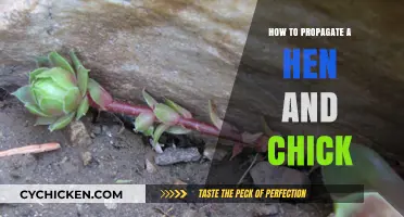 Easy Propagation Tips for Growing Hen and Chick Plants