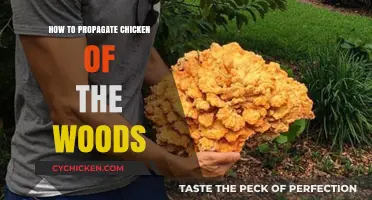Propagating Chicken of the Woods: A Step-by-Step Guide to Growing This Edible Fungus