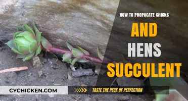 Propagating Chicks and Hens Succulents: Easy Steps for Successful Growth