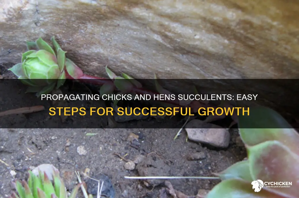 how to propagate chicks and hens succulent