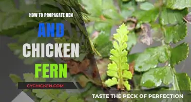 Propagating Hen and Chicken Fern: Simple Steps for Successful Growth