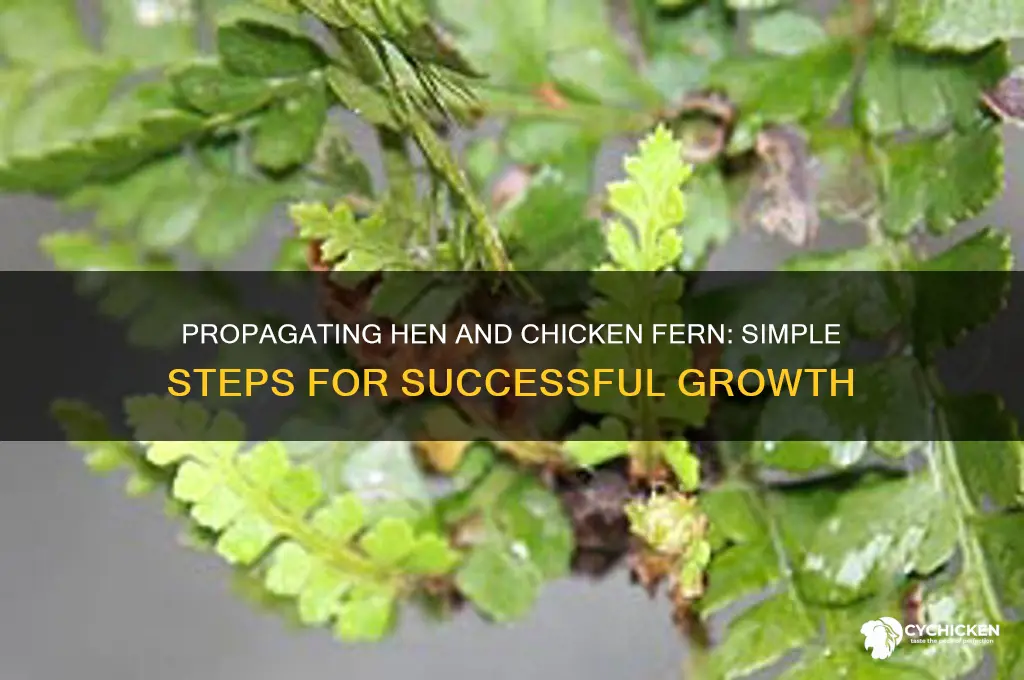 how to propagate hen and chicken fern