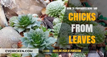 Propagating Hens and Chicks: A Simple Leaf-Cutting Guide