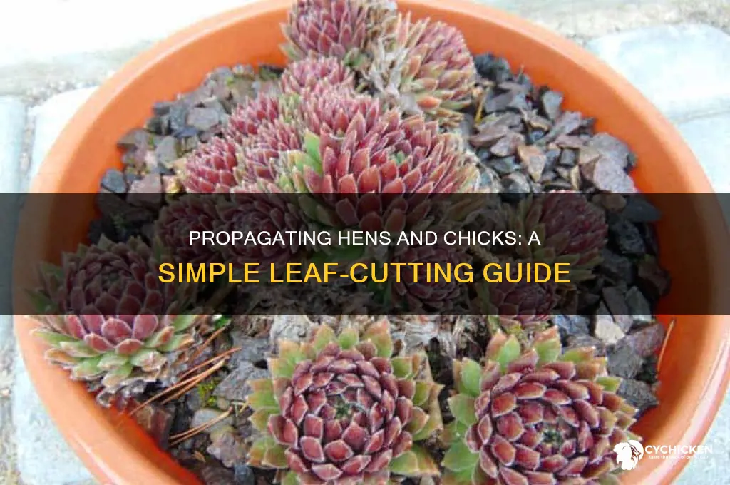 how to propagate hens and chicks from leaves