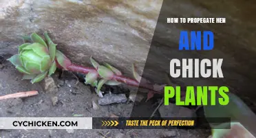 Easy Propagation Tips for Growing Hen and Chick Plants