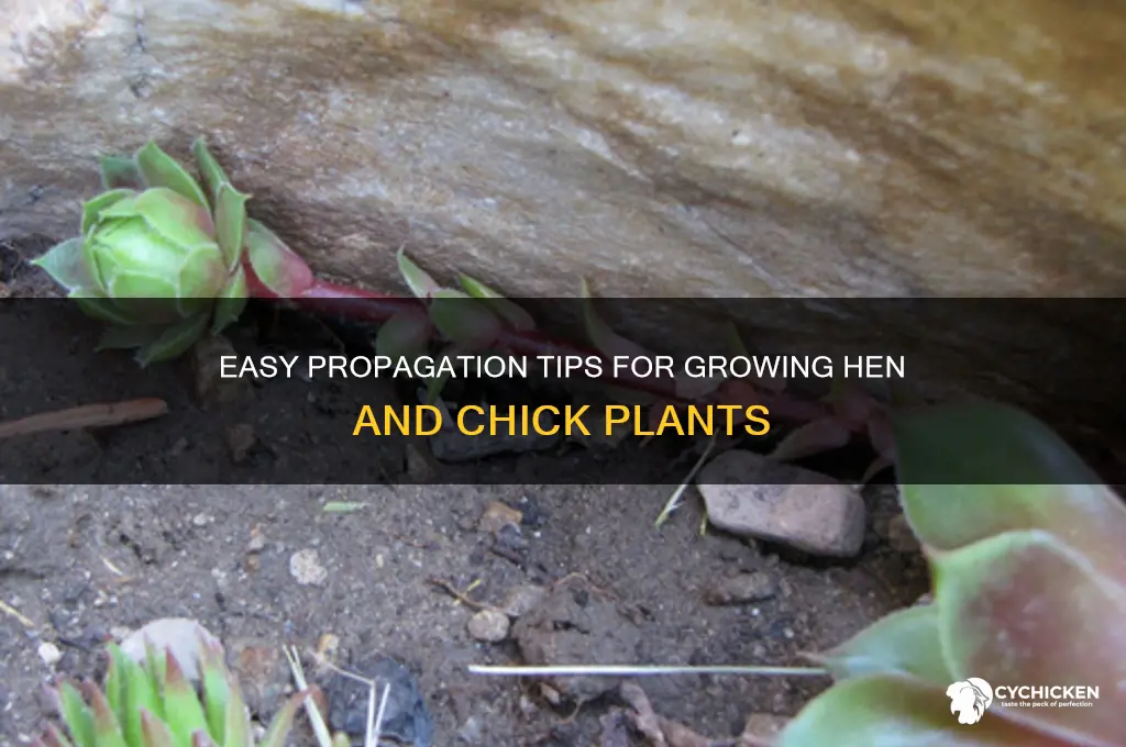 how to propegate hen and chick plants