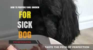 Boiling Chicken for Your Sick Dog: A Simple, Gentle Recipe