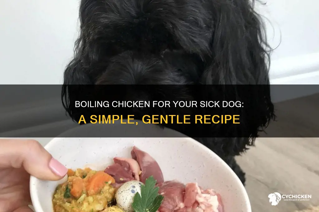 how to properly boil chicken for sick dog