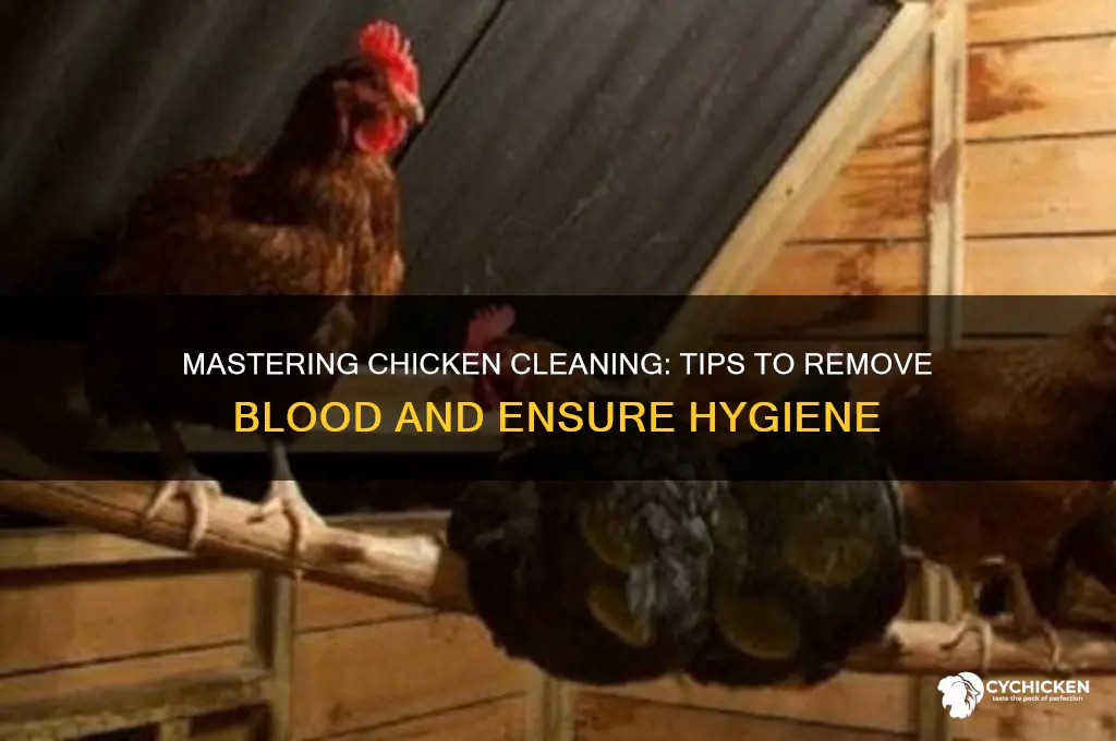 how to properly clean chicken and remove blood