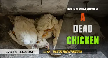 Safe and Respectful Disposal of Dead Chickens: A Step-by-Step Guide