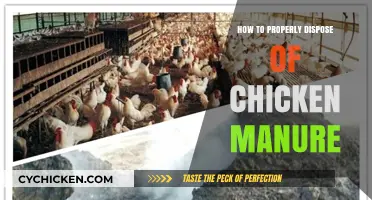 Eco-Friendly Chicken Manure Disposal: A Step-by-Step Guide for Farmers
