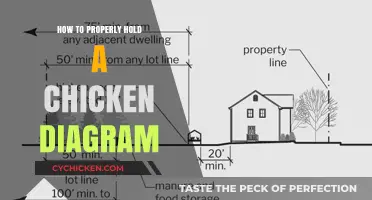 Mastering the Art of Holding a Chicken: A Step-by-Step Diagram Guide
