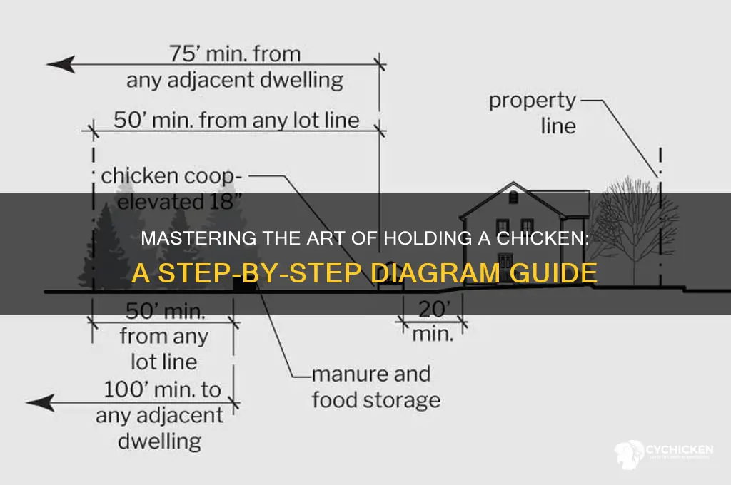 how to properly hold a chicken diagram