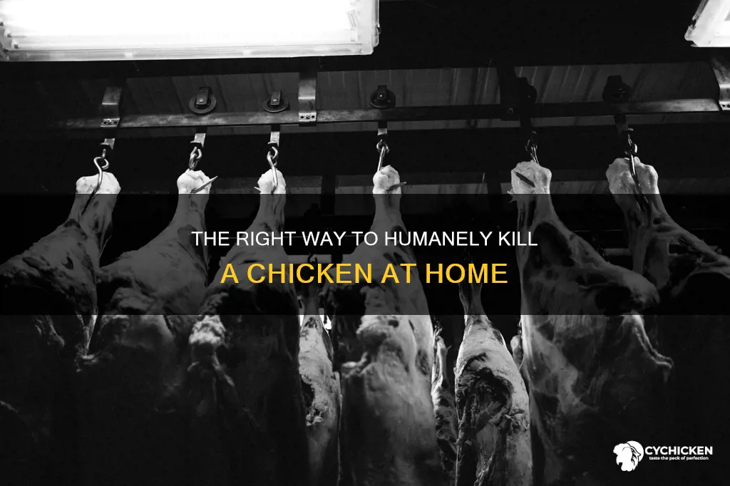 how to properly kill a chicken for consumption at home