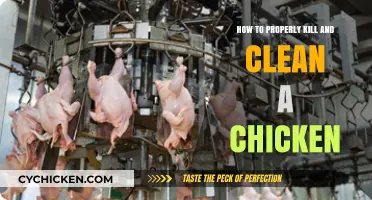 Mastering the Art of Humane Chicken Slaughter and Cleaning Techniques