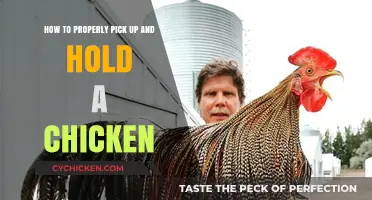 Handling Chickens: The Proper Way to Pick Them Up