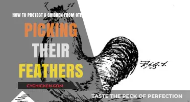 Protecting Chickens: Preventing Feather Pecking