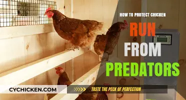 Secure Your Chicken Run: Effective Predator Protection Strategies for Safety