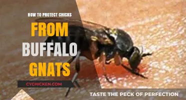 Effective Strategies to Safeguard Chicks from Buffalo Gnats