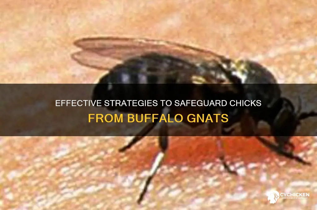 how to protect chicks from buffalo gnats