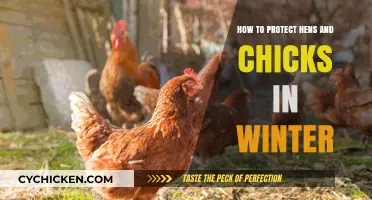 Winterizing Your Flock: Essential Tips to Safeguard Hens and Chicks