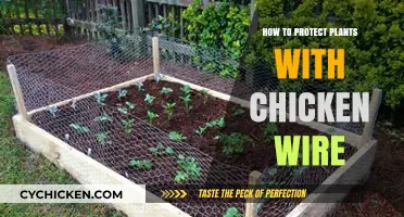 Secure Your Garden: Using Chicken Wire to Safeguard Plants Effectively