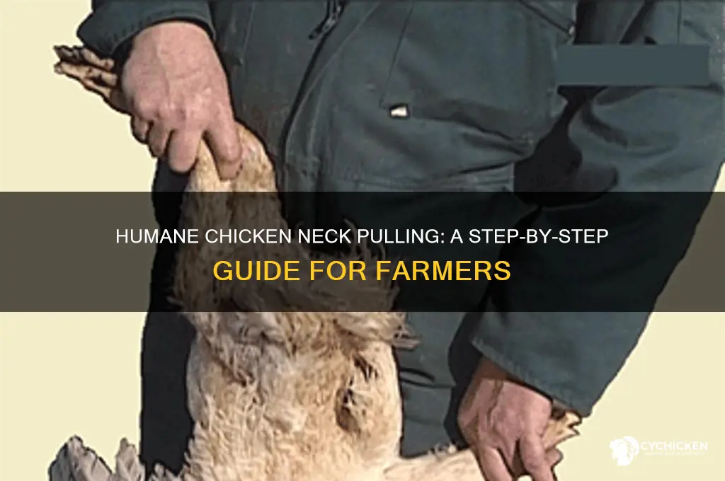 how to pull a chicken