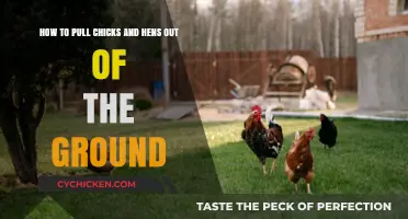 Digging for Chicks and Hens: A Guide to Uncovering Roots